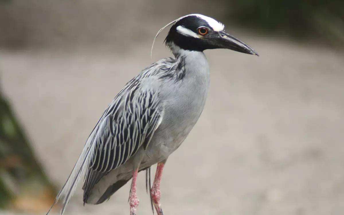 Yellow-crowned Night-Heron
