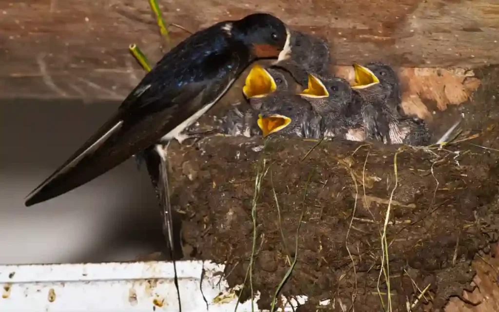 bird  feeding their chicks 