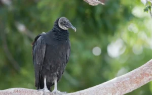 Black Vulture