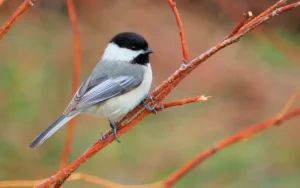 Chickadee