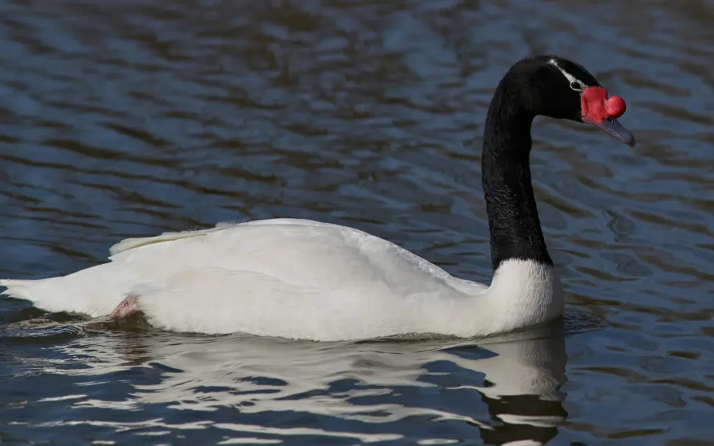 Black-necked-Swan