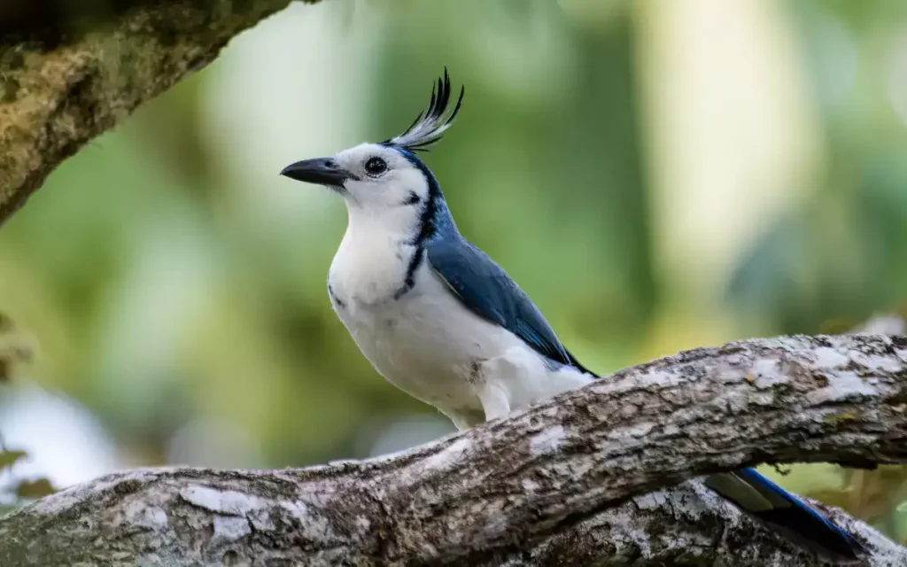 Black-throated Magpie-Jay 