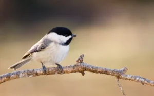 Carolina-Chickadee