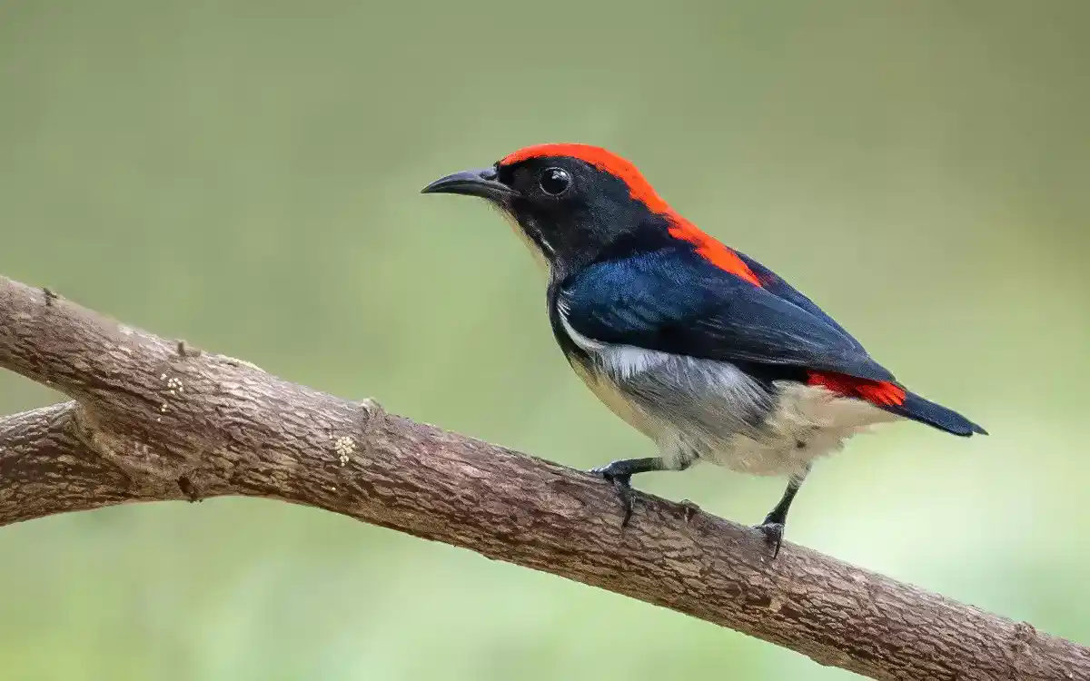 Cebu-Flowerpecker