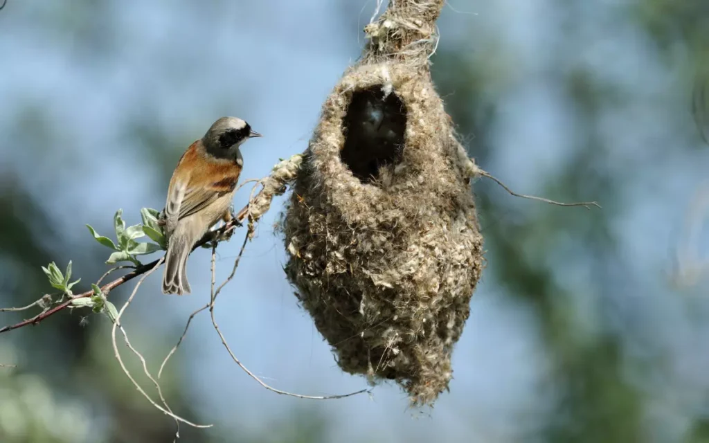 bird create theire nest 