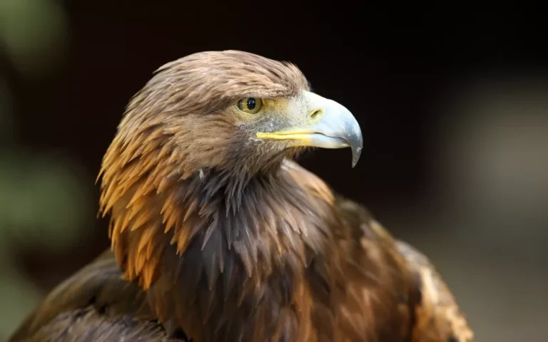 Golden Eagles in Illinois From History to Habitat