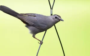 Gray-Catbird