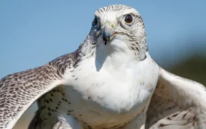 Gyrfalcon