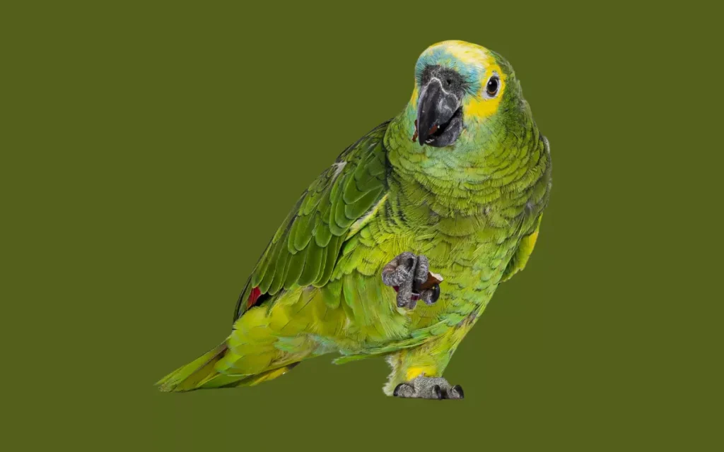 Imperial Amazon Parrot 