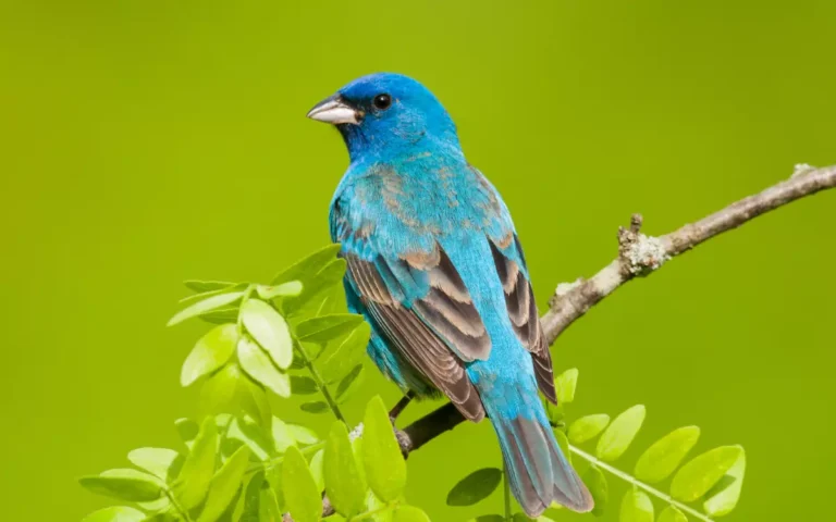 15 Blue Colored Birds of Texas Identification