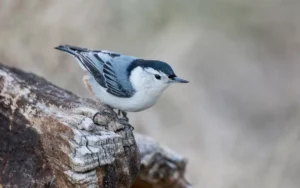 Nuthatches