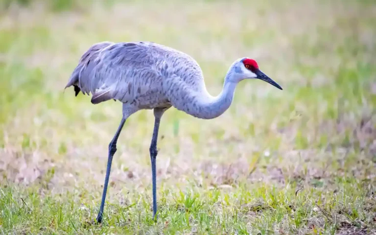 20 Largest Birds In Illinois to see