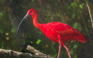 Scarlet-Ibis