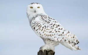 Snowy Owl