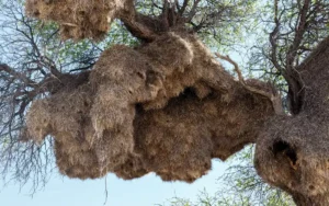 Sociable-Weaver-NEST