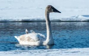 Tundra swan