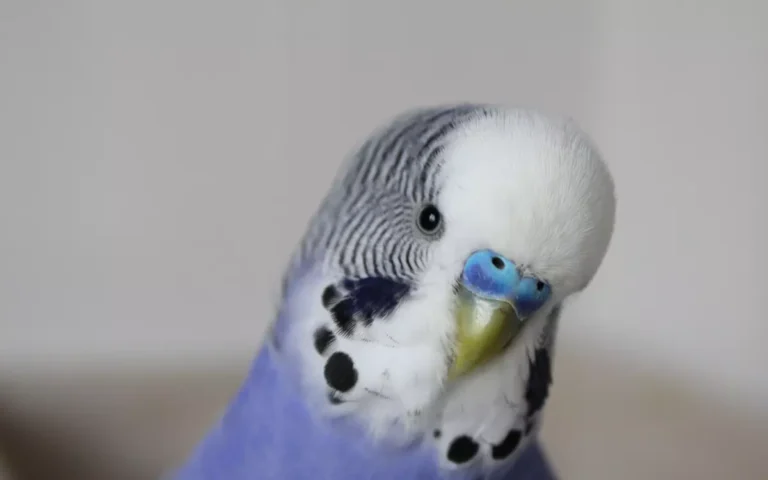 Can parakeets eat carrots?