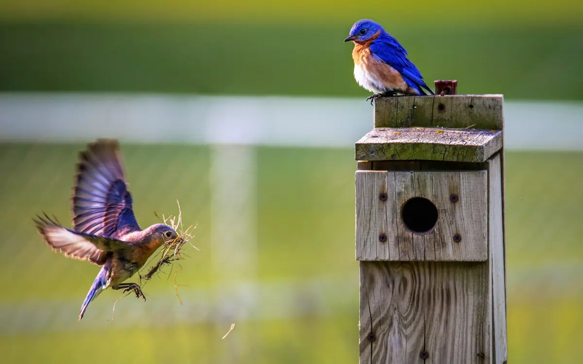 4 Ways to Attract Birds to Your New Birdhouse