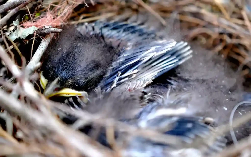 Blue Jay nest