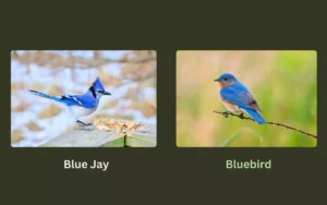 Blue Jay vs Bluebird Surprising Differences
