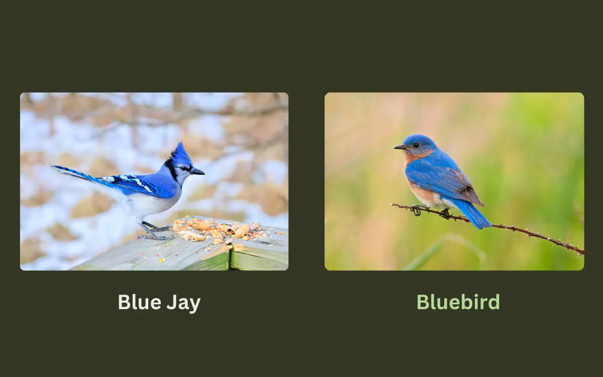 Blue Jay vs Bluebird Surprising Differences
