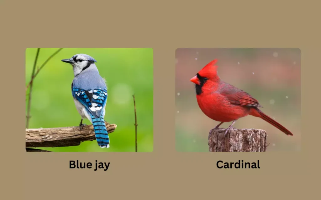 Blue jay vs Cardinal Key Difference