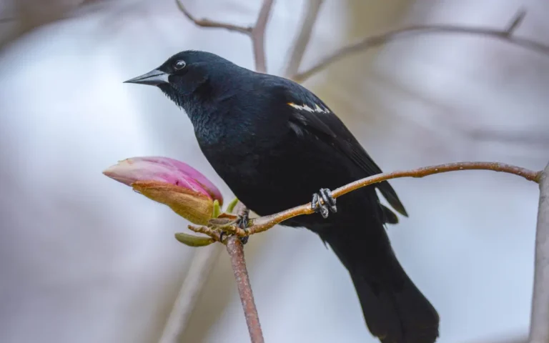 9 blackbirds in Florida: That attracts you eyes 