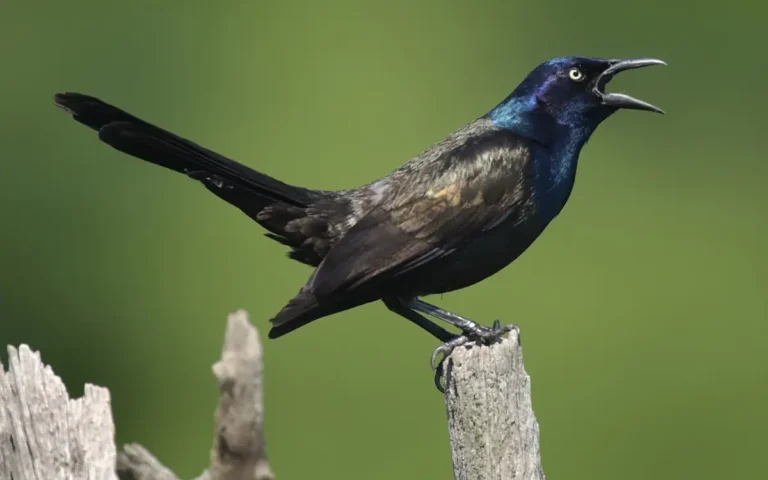 16 Black Birds In South Carolina