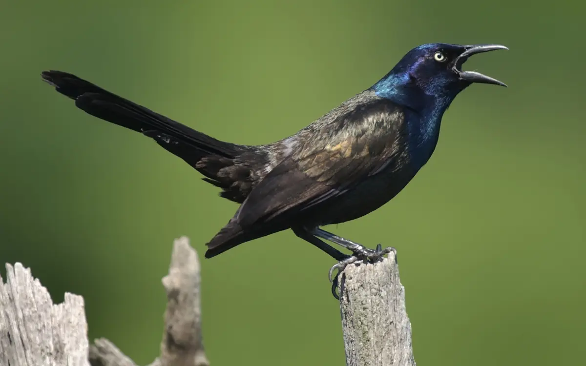 Common Grackle