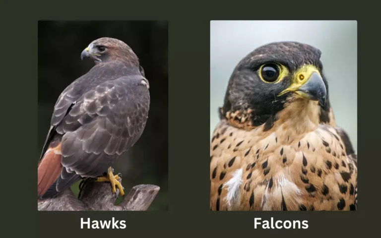 Falcons vs Hawks: Difference