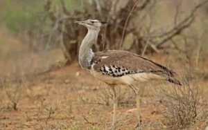 Kori Bustard