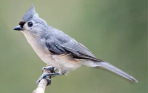 Tufted Titmouse