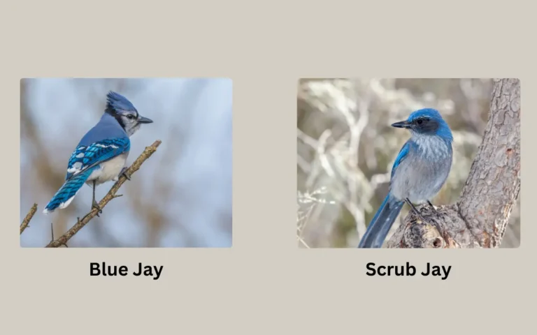 Blue Jay vs Scrub Jay: Everything you need to know