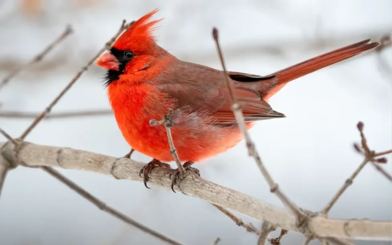 Cardinal Symbolism & Spiritual Meaning Revealed