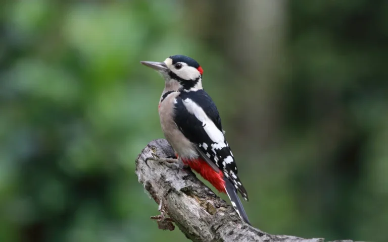 11 Birds similar to woodpeckers (ID & Info)