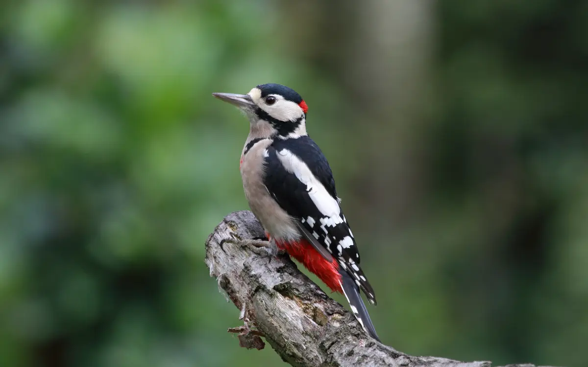 Great-Spotted Woodpecker