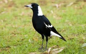 Magpies