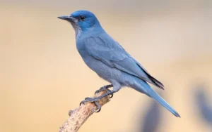 Pinyon Jay
