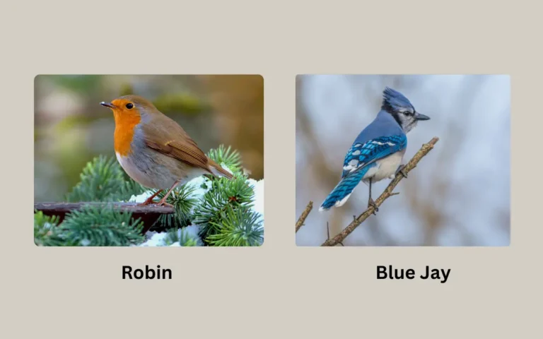 Robin vs Blue Jay:Differences