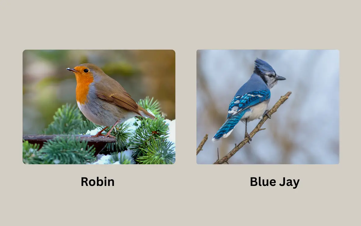 Robin vs Blue JayDifferences