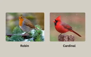 Robin vs Cardinal Everything you need to know