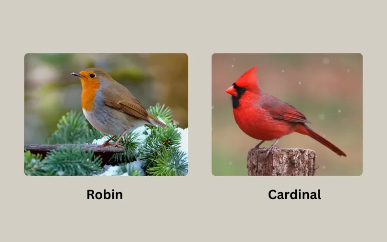 Robin vs Cardinal: Everything you need to know