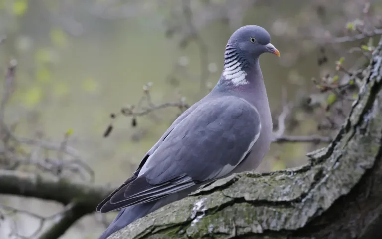 9 Bird Similar to Pigeons: You Might Not Know