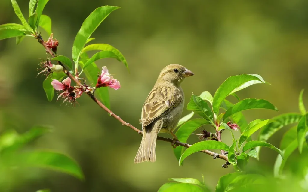Backyard Bird Watching in Florida Guides