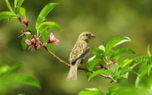 Backyard Bird Watching in Florida Guides