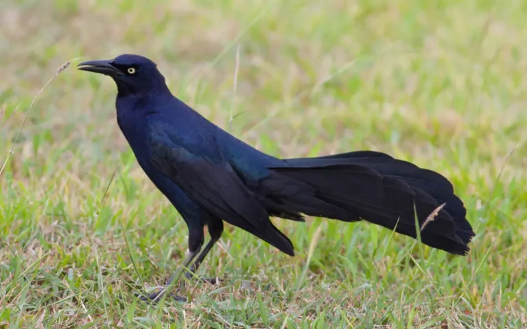 6 Large black birds in Florida
