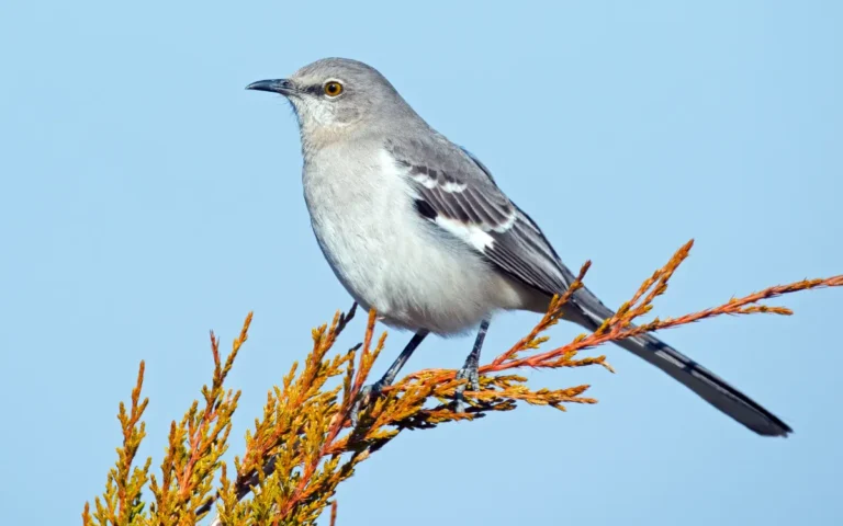 9 Mockingbird Facts Most special 