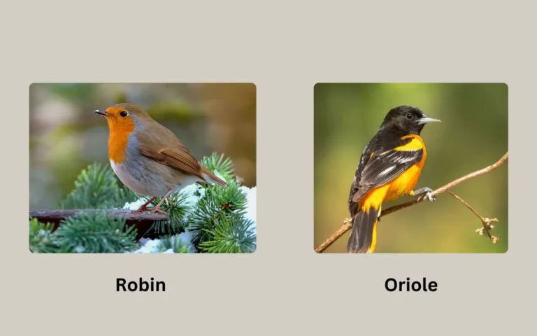 Robin vs Oriole: Everything you need to know