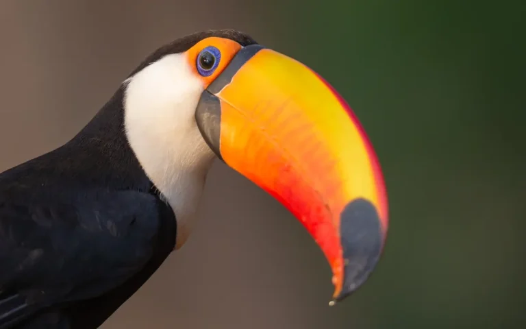 8 Toco Toucan Facts: A Colorful Bird of South