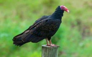 Turkey-Vulture